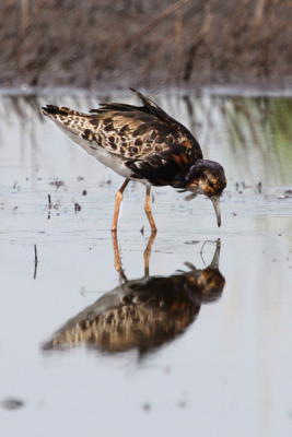 Gelukkig zijn er nog plekken in Nederland waar kemphanen broeden. Moerassige gebieden zijn er niet veel meer, maar in De Groene Jonker bij Nieuwkoop zijn deze bijzondere vogels nog wel te zien.