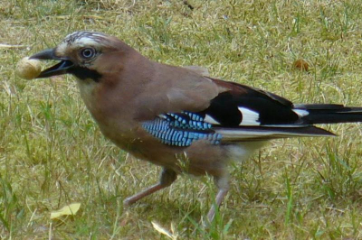 foto genomen op vakantie, er waren veel vlaamse gaaien in de buurt. Deze kwamen af op de pinda's die we hadden gestrooid.