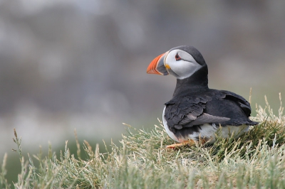 Deze puffin zat even uit te rusten in het gras.
Opmerkelijk dat deze vogels absoluut niet bang zijn voor mensen.