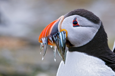 zag maar 2 papegaaienduikers met vis op het hele eiland, stonden er nog mensen voor ook, dan maar door de knieen en er onderdoor, hebbes, dit was de foto die ik voor ogen had toen ik de tocht naar de Farnes boekte.