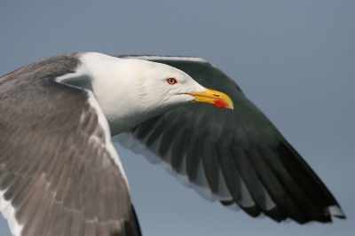 op weg naar het eiland Bass Rock vloog deze zilvermeeuw de boot voorbij