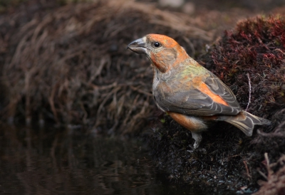 Iedereen heeft wel voorkeur voor bepaalde soorten. De kruisbek is een van mijn favorieten. Op dit moment is het hier noodweer dus voorlopig zullen ze zich wel niet laten zien bij de hut want er is nu overal water genoeg gevallen.