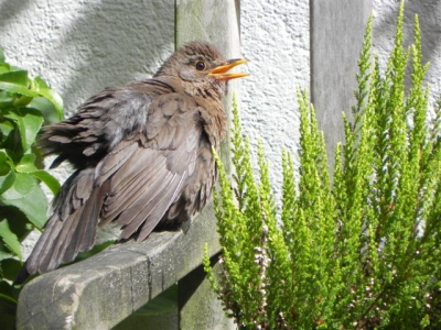 Op deze foto zie je een jonge merel geniet van de zon