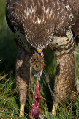 Deze Buizerd was erg mak en heeft een tijdje rond de parkeerplaats gefoerageerd. De foto is genomen vanuit de auto en omdat hij erg dichtbij zat kon hij er niet helemaal op.