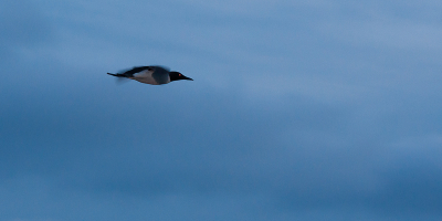 Enkel bij harde wind vliegt de zeekoet op Helgoland boven de rotsen uit.
Dit maakte ik slechts 1 keer mee ter plekke.
Het zijn onwaarschijnlijk snelle vogels en om deze al vliegend vast te leggen heb je veel tijd en ietwat geluk nodig.
Nadat ik diverse jan van Genten al vliegend had vastgelegd,probeerde ik de zeekoeten er eens op te krijgen.
Het vraagt veel geduld en uithoudingsvermogen...soms vliegt er maar 1 over per half uur/uur... :o 

Het werd al donker en ik had enkele pogingen gedaan maar wilde nog niet opgeven.
In een opwelling bedacht ik ter plekke wat voor effect het zou geven als ik zou flitsen.
Dat het oog er dan wat gek uit zou komen te zien wist ik wel.
De pop up flitser omhoog geklapt en ik meen de flitsbereik op +3 gezet te hebben (dit vanwege gebrek aan weerkaatsing van muren e.d.)
Tegen 22.00 uur kreeg ik pas weer een kans en deze was raak!
Deze foto wil ik graag met jullie delen...ben benieuwd naar de reacties.

mvg
Hans Brinkel