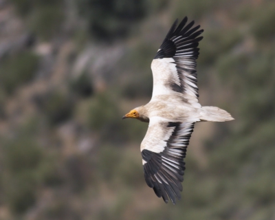Deze aasgier kwam mooi op ooghoogte langs vliegen toen ik op een ruine van een kasteel stond in het noorden van Portugal, het was de eerste keer dat ik hem voor de lens kreeg! het was behoorlijk warm, vandaar de onscherpte.