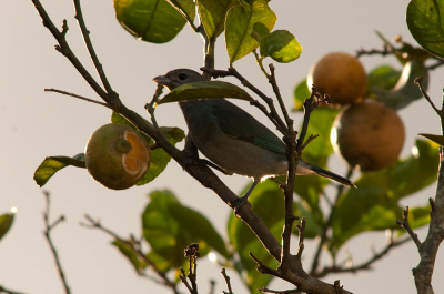 Deze vogel zat met zo'n 5 stuks af en toe in de tuin van de buurman, bij de sinaasappelboom. Ze aten er af en toe van. Lijkt een gaai-achtig beest