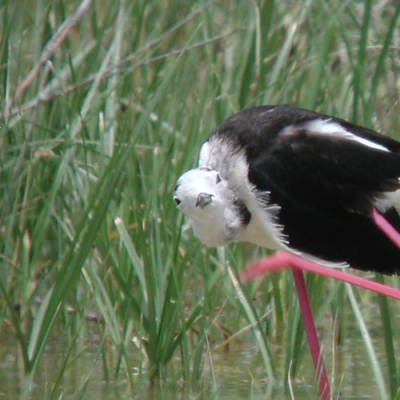 Een leukere maar kwalitatief mindere versie van deze foto is in tijdelijke foto's beland.