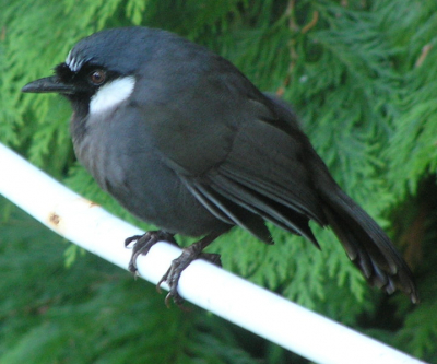 Deze vogel woont nu een maand in onze tuin. Wie kan vertellen welke
vogel dit is. J.F.Groote@tue.nl.