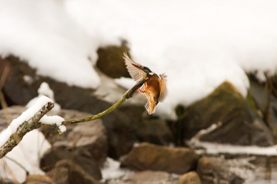 Deze ijsvogel kon bij een stromend watertje nog wat vangen. Heb daar veel gezeten en gewacht en vond dit moment geweldig!! Wel lastig met al die sneeuw en koud dat het was!