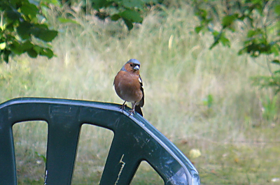 Goudvink kwam aangevlogen en ging op de tuinstoel zitten, foto is genomen door ruit van huis maar is gelukkig niet te zien.