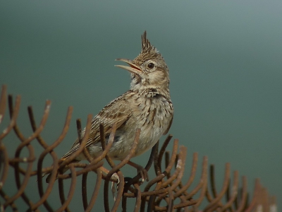 Een erg talrijke vogel op Lesbos, maar het kostte me veel moeite hem een keer goed voor de lens te krijgen. Rusteloze vogels. Kijkt leuk brutaal de lens in.