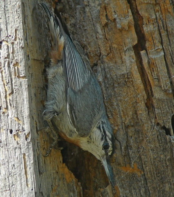 In alle rust en onder prima omstandigheden deze zeldzame soort een tijdlang kunnen waarnemen en fotograferen;  een bijzondere belevenis! Op ruime afstand om de vogels bij het voederen niet te verstoren.
