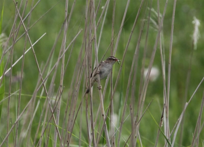 Gefotografeerd in het natuurgebied Lauwersmeer. Ben niet zeker van de naam. Liet zich redelijk fotograferen, van een behoorlijke afstand....