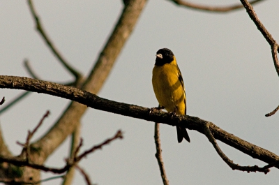 's Morgens vroeg, terwijl de kinderen nog sliepen, even buiten gaan kijken. In de tuin van de buurman (wij logeren bij onze schoonouders) werd er al heel wat gekwetterd. Gauw even mijn camera opgesteld. En toen zat daar plotseling deze Zwartkopsijs. Ik had m'n camera amper ingesteld, stond nog op ISO800, gauw een paar plaatjes geschoten en weg was 'ie weer. Geen geweldige plaat, maar (volgens mij) is het wel de eerste op BP.