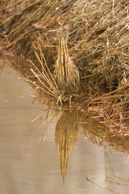 Tijdens die hele koude afgelopen winter reed in rond op zoek naar een ijsvogel. Toen ik op een weggetje reed zag ik dat de sloot links van mij geheel dicht was met inzakkende sneeuw terwijl de sloot rechts van mij vrijwel geheel ontdooit was. Ik zag opeens een roerdomp zitten en kon gedurende 5 a 10 minuten langzaam dichterbij komen en vanuit mijn auto met de draadontspanner en de camera op de bonenzak foto's maken. 

Ik had nog nooit eerder een roerdomp gezien en was zo blij en verbaasd van hoe deze vogel eruit ziet, wat een prachtbeest!! De adrenaline gierde door mijn lijf en ik was trots dat ik hem kon vereeuwigen.
Ik hoop dat het goed overkomt op de foto...