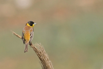 Zwartkopgorzen zijn alomtegenwoordig in zuid Turkije. Het zijn dankbare objecten omdat ze heel kleurrijk en niet al te schuw zijn. Zie de vele andere fraaie fotos van deze soort op deze site. Volgens mijn vogelgids overwinteren Zwartkopgorzen overigens in India. Dit exemplaar (een jong mannetje?) had zijn territorium in een steppeachtig terrein bestaande uit extensieve graanakkers en braakachtig terrein in aangenaam gezelschap van Kortteenleeuweriken, Kalanderleeuweriken en Bergkalanderleeuweriken.