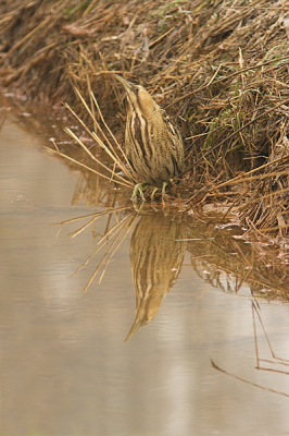 Tijdens de afgelopen strenge winter reed ik rond op zoek naar en ijsvogel toen ik rechts van mij in en vrijwel geheel ontdooide sloot deze roerdomp zag staan. Ik had er nog nooit eerder een in het echt gezien, wat geweldig en nog wel dicht bij huis ook!!!
De sloot aan de linkerzijde zat vol met sneeuw en rechts was dus reeds ontdooit. Ik reed bijna aan de roerdomp voorbij omdat hij zo stil stond!

De adrenaline gierde door mijn lijf, wat een bijzondere vogel, die ogen!!