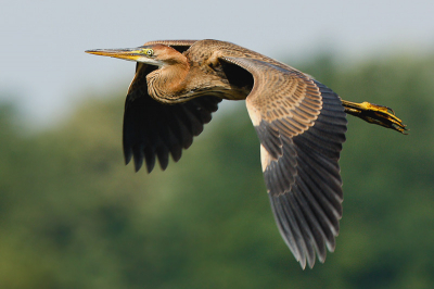 Lang zat ik te kijken naar de reiger die op mij af kwam vliegen. Ineens zie ik het ....een purper.