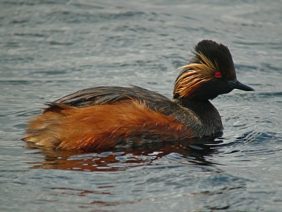 Liep op een flink begroeid dijkje; door een "gat" in het geboomte zag ik plotseling van vlakbij deze vogel. Kon snel een aantal aardige opnamen maken.