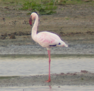 <i class='fa fa-user'></i> cor | Kleine Flamingo  <i class='fa fa-eye'> 261</i>   <i class='fa fa-comment-o'> 0</i>