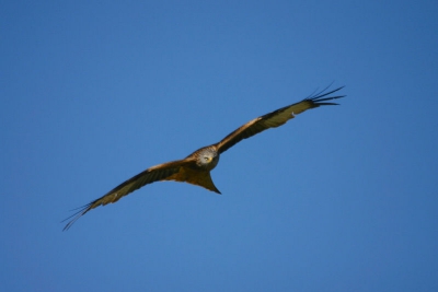 500mm