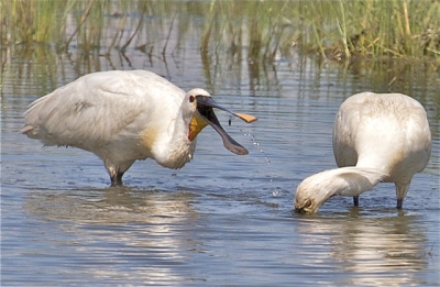 Omdat ik naar de OVP zou gaan keek ik de dag ervoor nog eens in Birdpix 5 voor leerzame tips. Ik was weg van de foto op pag. 61 van Koos Dansen. En dacht: als ik er eens zo een zou kunnen maken. En zo waar ik kreeg de kans en na enkele pogingen lukte het (4x)!