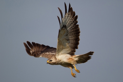 Vliegende Buizerd. Deze genomen (met prooi zo nog mooier zijn) Ik ben blij met deze opname