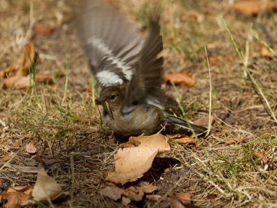 Op een dor grasveld zoekend naar voedsel. Dit leek mij een leuke geslaagde foto om binnen te treden in de wereld van Birdpix.