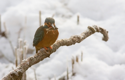 Tijdens de hevige sneeuwval afgelopen jaar naar een ijsvogel spot gegaan. Gelukkig kwam de ijsvogel maar ik had veel tegenlicht. Heb daarom de foto ook vrijwel  niet bewerkt. Alleen iets donkerder gemaakt na verkleinen.