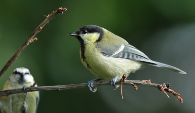 Alle jonge (flets gekleurde) vogels verkennen steeds een groter gebied en komen ook de gevaren en rivalen tegen. Dit was een duidelijk voorbeeld  van een pimpelmees die in de koolmees zijn meerdere moest herkennen. De koolmees had het gevoel kennelijk al in zijn genen zitten aan de "wie is hier nu het fotomodel" pose te zien.