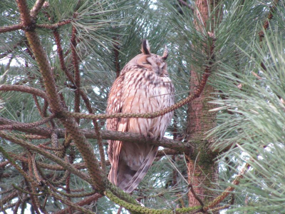 Deze Ransuil zat ruim een maand lang in deze naaldboom. Ik besloot maar eens een camera mee te nemen naar het werk om hem onderweg vanaf de fiets even te fotograferen.