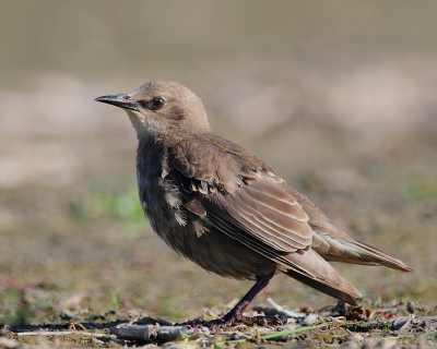 Deze juv. Spreeuw kwam op deze ochtend even netjes poseren. 
Toch maar afdrukken natuurlijk!

Groet,
Rob