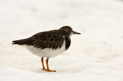 Tijdens de strenge winter afgelopen jaar deze steenloper gefotografeerd in Den helder. Leuk zo op de sneeuw, toch?