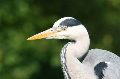 De reiger heeft een uitdagende blik, dit sprak mij wel aan.