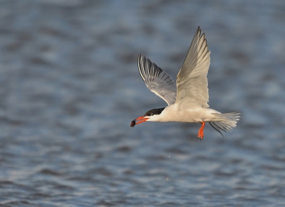 Deze foto heeft een verhaal. Ik zag dat jonge visdiefjes aan de lopende band stokjes uit het water opvisten om deze vervolgens weer te laten vallen en dan weer op te vissen. Ik kan alleen maar concluderen dat ze aan het oefenen waren, erg leuk om te zien!