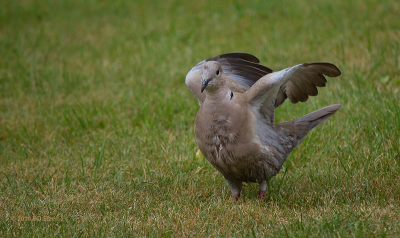 eerste foto's na overstap van compact naar DSLR camera omdat ik zelf wat meer imbreng in de foto's wou hebben.

foto is genomen na een lichte regenbui waarna deze duif zich liet bewonderen tijdens het in plooi brengen van de veren

Canon 550D  EF-S 55-250IS  @ 250mm afstand  tot onderwerp 8.2 meter ISO 200   1/400sec.  f/5.6