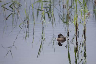 Deze jonge Dodaars kwam ik bij toeval tegen in het natuur gebied Huis ter Heide. Had ik hier nog niet eerder waargenomen.