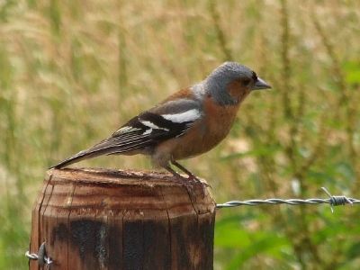 in een prachtig mooi gebied rondom Giethoorn heerlijk gefietst. Bij een rustplek, middenin de natuur, was deze vink niet erg bang en liet zich rustig benaderen.