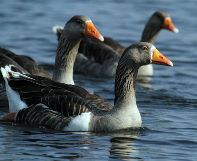 Een troep nieuwsgierige ganzen kwam achter onze boot aan zwemmen. Die nieuwsgierigheid zorgde ervoor dat de meeste dieren een uitgestrekte nek hebben en duidelijke focus op de boot. Daardoor was het eenvoudig om ze netjes vast te leggen.