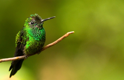 Deze kolibrie zat op een takje vlakbij monteverde national park. Het park is trouwens vrijwel uitgestorven kwam ik achter, helaas! Ik sprak een man die 20 jaar geleden er ook was en nu weer kwam met zijn gezin om hen te laten delen in de rijkdom maar hij schrok van de leegte die hij aantrof.