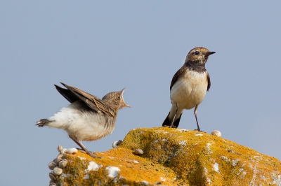 Langs een voetpad waar veel toeristen langs kwamen en de vogels dus minder schuw waren, zaten een aantal Bonte Tapuiten paartjes met al uitgevlogen kroost. Maar zoals dat gaat blijven de jongen zielig doen en luidruchtig bedelen.