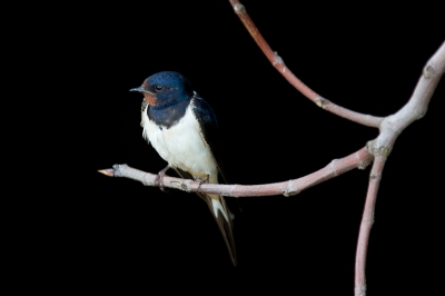 Tegenover de Bonte tapuiten aan hetzelfde pad was een spelonk waar boerenzwaluwen af en aan vlogen. Tegen de donkere achtergrond van de grot kon ik een mooi plaatje van deze altijd weer mooie vogeltjes schieten.