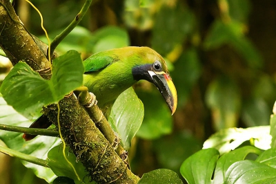 Terwijl ik rondliep zag ik deze arassari opeens in een boom iets naar beneden komen. Ik kon niet te dichtbij komen maar vond dit toch een mooi moment zeker omdat de omstandigheden in de jungle zo lastig zijn, qua donkere omgeving.