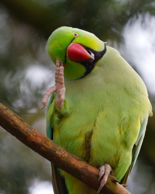 Bij n van de bruggetjes in het Vondelpark hangen deze oproerkraaiers brutaal rond, zich niets aantrekkend van de omgeving zich hoogstens achter het oor krabbend wat dat zwarte ding is dat naar hen wijst.