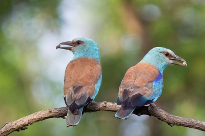 Wachtend vanuit een schuilhut kon ik deze 2 beauties op de plaat zetten. Het is me niet duidelijk wat ze in de bek hebben