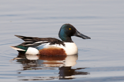 Een aantal koppels slobeenden zijn actief (geweest) in de polder.