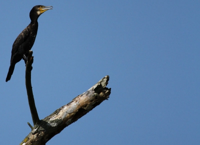 In een gebied dat overspoeld is door ganzen en fuuten is het goed om ook eens een aalscholver te zien. De vogel zat heerlijk rustig op een tak en de achtergrond was strak blauw. Foto is genomen vanaf een boot, met maximale zoom, dus niet optimaal scherp. Maar het contrast maakt veel goed.