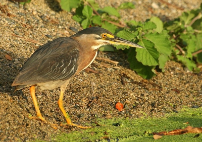 Tijdens een strandwandeling kwamen we deze Groene Reiger tegen. Een klein plasje was genoeg om zijn eten uit te halen. Bij de ondergaande zon gaf dit weer eens een ander beeld dan de vogel uit Amsterdam.