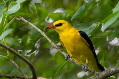 Met al de wielewalen van de laatste tijd op birdpix wil ik deze die we in Bulgarije maakten ook graag laten zien . Ik was er erg blij mee.